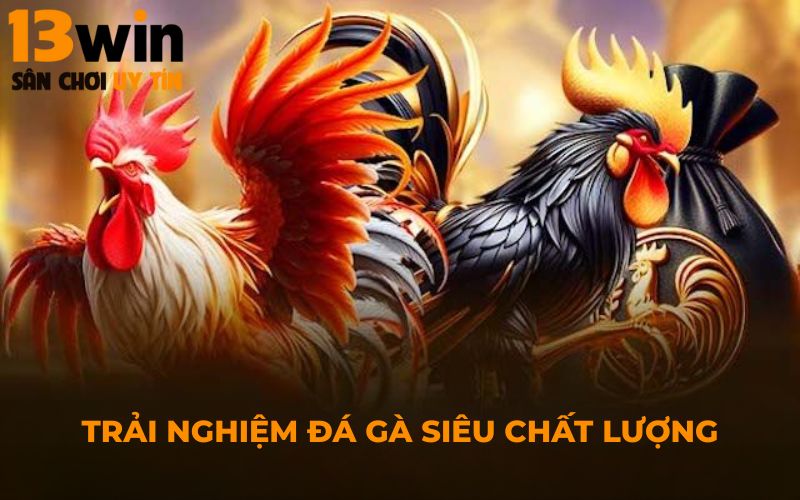 Trải nghiệm đá gà siêu chất lượng